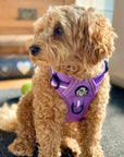 Rugged Rover™ Harness - Lilac Blush