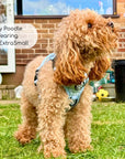 Rugged Rover™ Harness - Pastel Blue