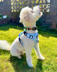 Rugged Rover™ Harness - Pastel Blue