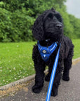 Rugged Rover™ Harness - Royal Blue