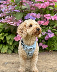 Rugged Rover™ Harness - Pastel Blue