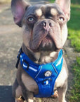 Rugged Rover™ Harness - Royal Blue