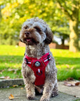Rugged Rover™ Harness - Berry Red