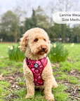 Rugged Rover™ Harness - Burgundy Bloom