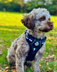Rugged Rover™ Harness - Midnight Black