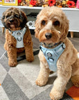 Rugged Rover™ Harness - Pastel Blue