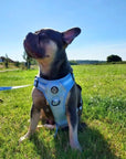 Rugged Rover™ Harness - Pastel Blue