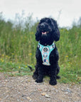 Rugged Rover™ Harness - Pastel Daisy
