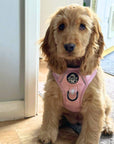 Rugged Rover™ Harness - Pastel Pink
