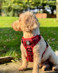Rugged Rover™ Harness - Red Tartan