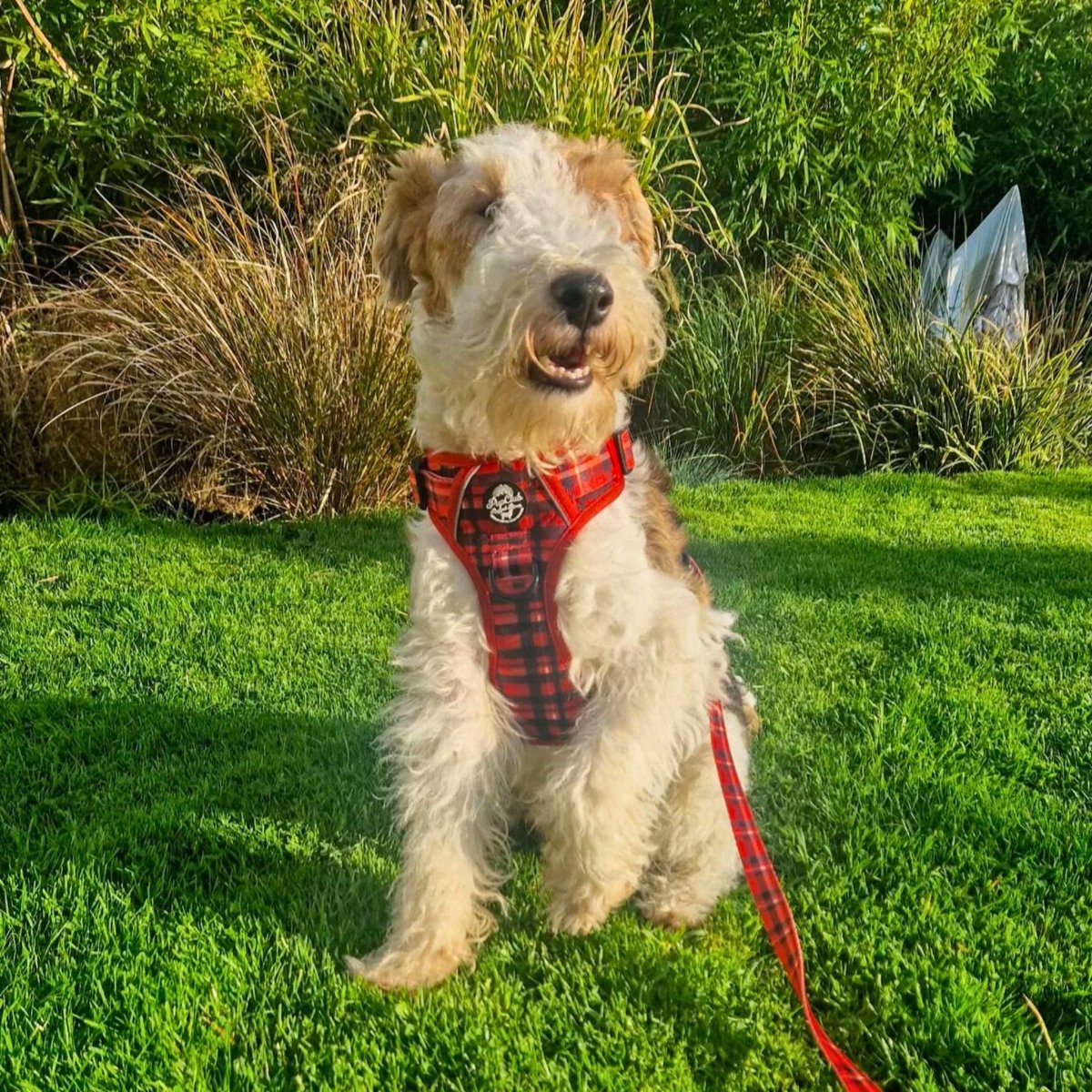 Lead - Red Tartan