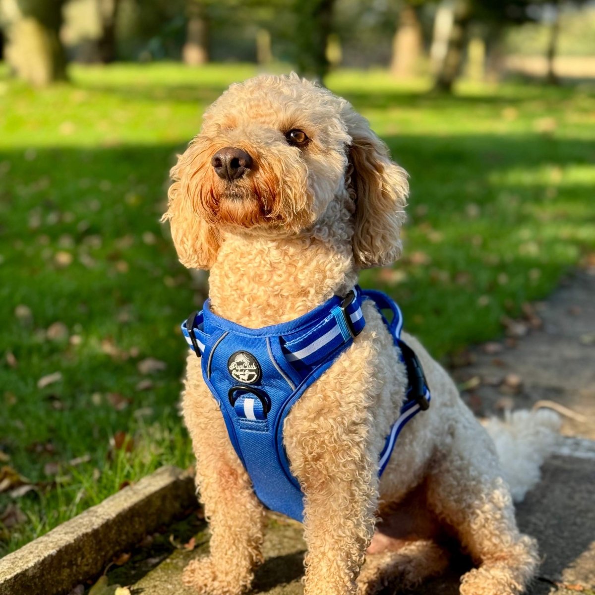 Rugged Rover™ Harness - Royal Blue