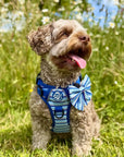 Rugged Rover™ Harness - Sea Breeze Stripes