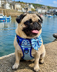 Rugged Rover™ Harness - Sea Breeze Stripes