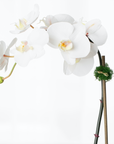 Faux Potted Orchid Plant - White Phalaenopsis Orchid in Black Pot - 21"