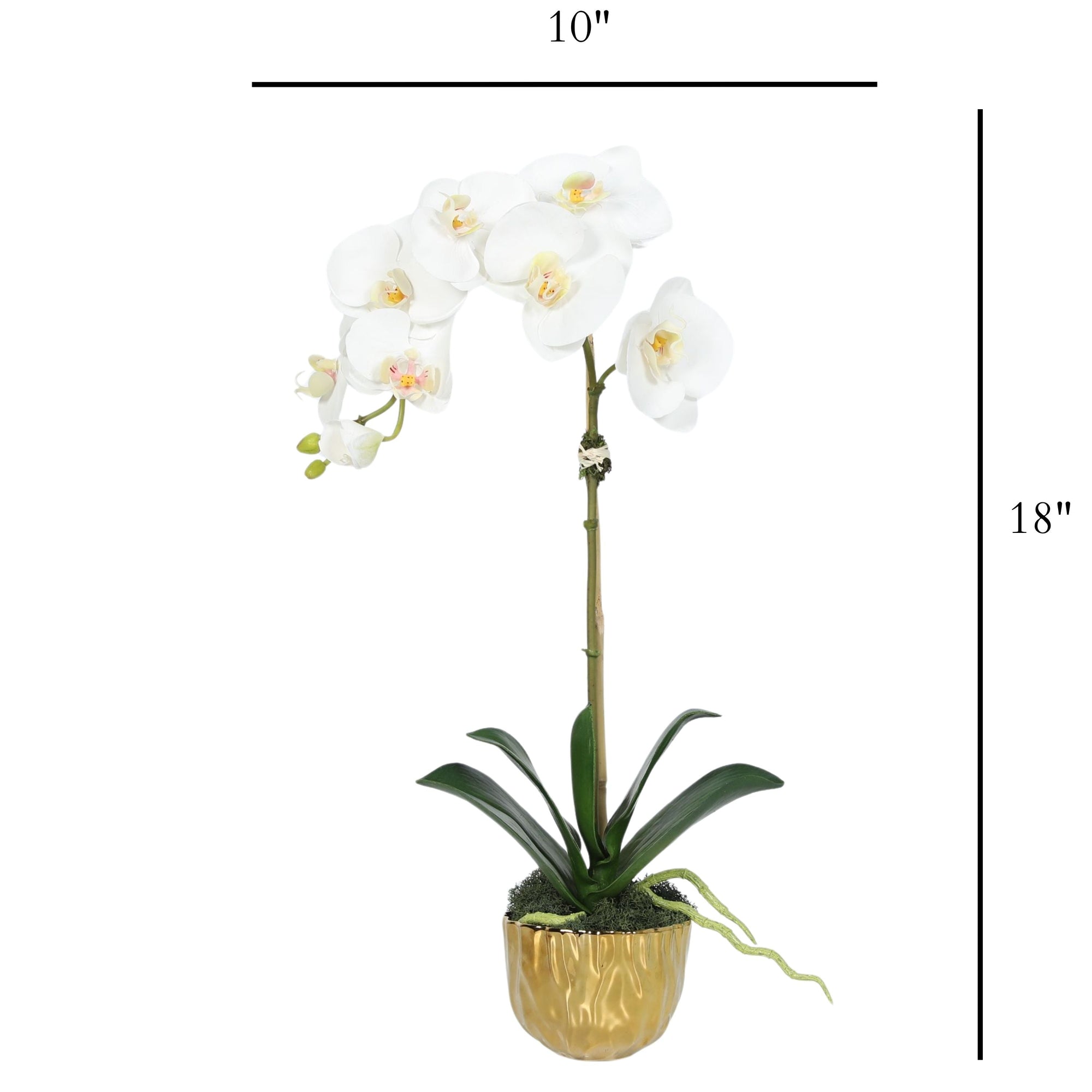 Phalaenopsis Orchid Plant in Gold Vase - 18"