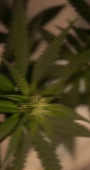 Incognito Spray Perfume in 15ml and 50ml