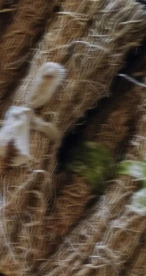 Nights in Morocco Spray Perfume 15ml and 50ml