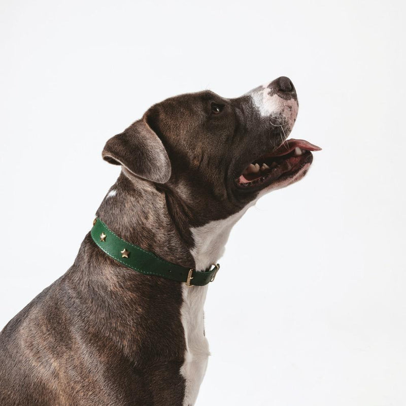 Branni "Star" Handmade Italian Leather Dog Collar
