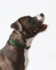 Branni "Star" Handmade Italian Leather Dog Collar