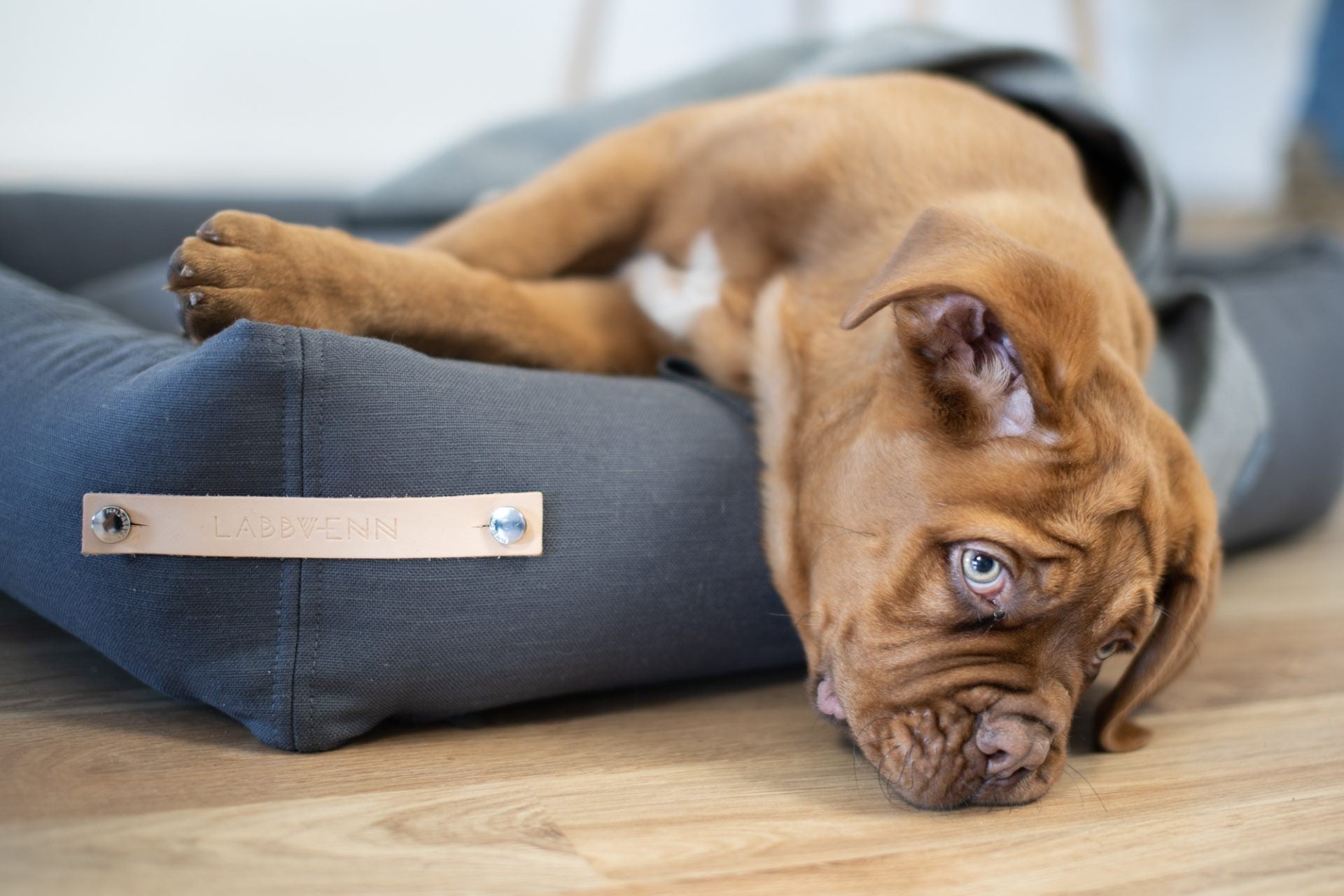 stokke grey dog bed in a modern living room - a bold statement of pet luxury