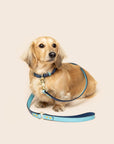 Timeless Dog City Lead - Handmade Leather