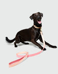 Timeless Dog City Lead - Handmade Leather