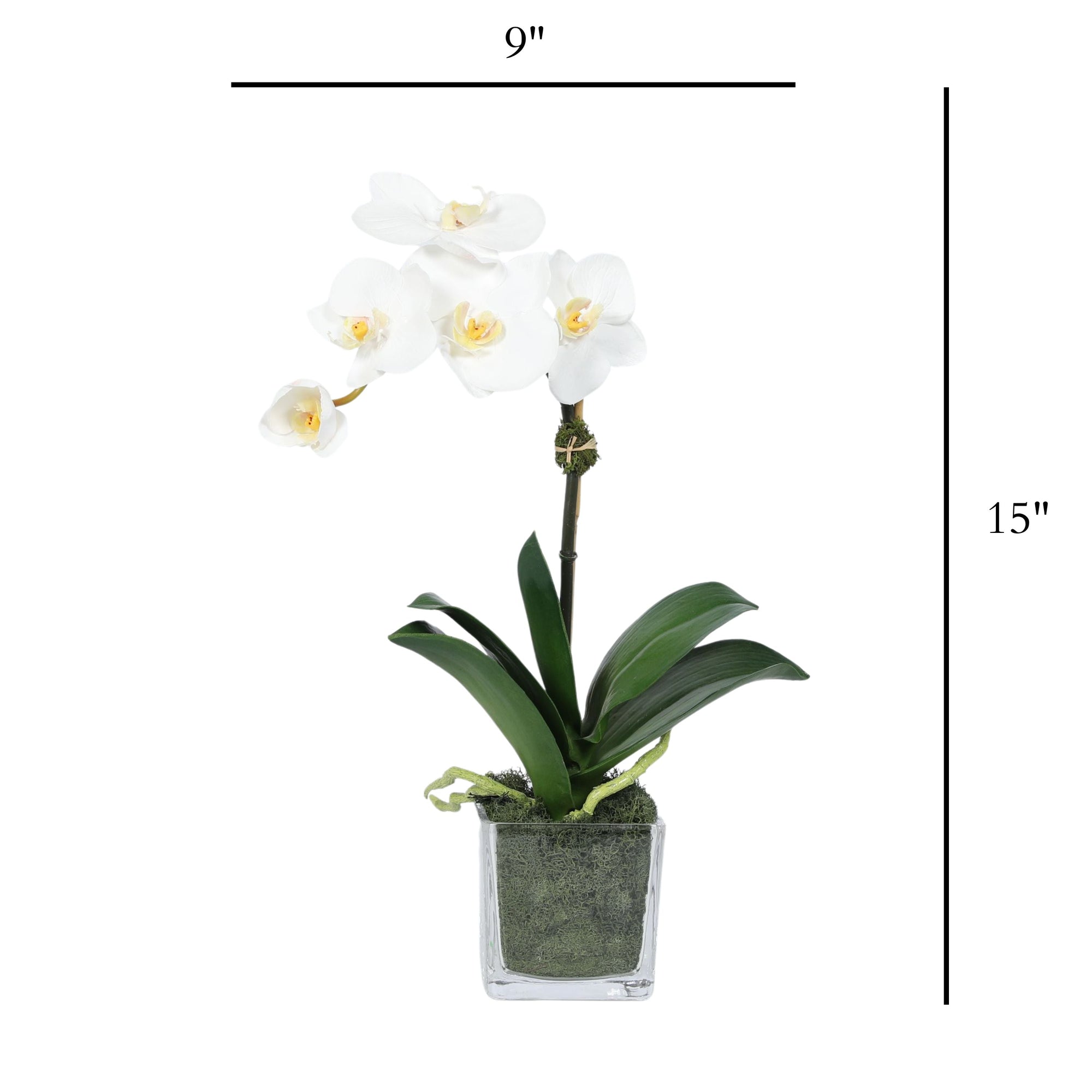 Mini Orchid Arrangement in Square Glass Vase
