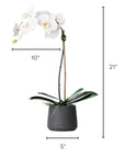 Faux Potted Orchid Plant - White Phalaenopsis Orchid in Black Pot - 21"