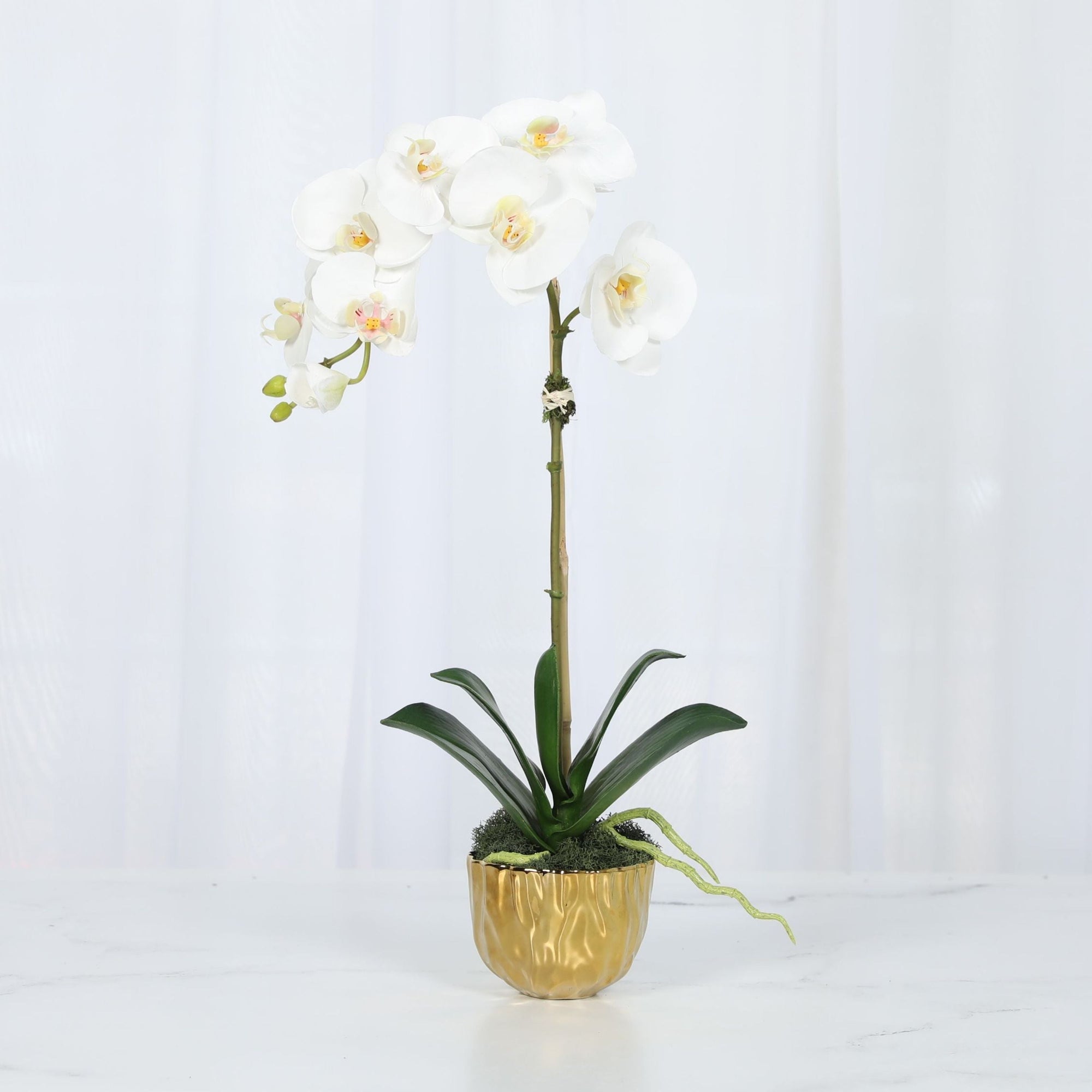 Phalaenopsis Orchid Plant in Gold Vase - 18"